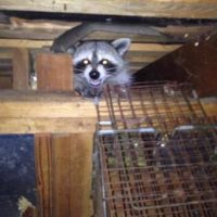 Raccoon in rafters