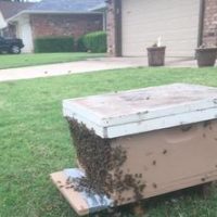 Successful honey bee removal