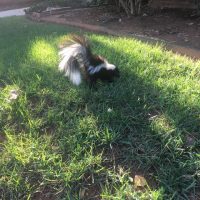 Skunk in backyard