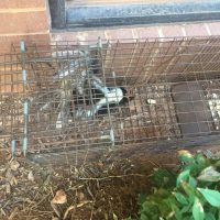 Skunk in trap