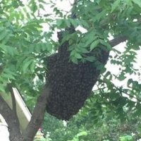 Honey bee swarm on a tree